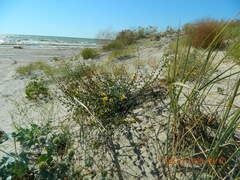 Verbascum pinnatifidum