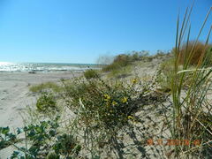 Verbascum pinnatifidum