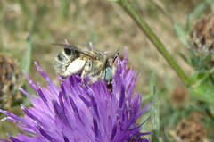 Anthophora bimaculata