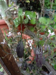Andrographis paniculata