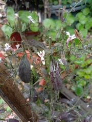 Andrographis paniculata