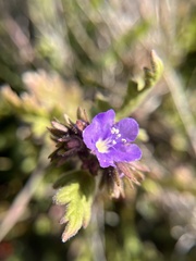 Phacelia ciliata