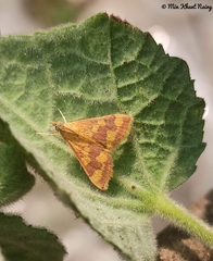 Pyrausta phoenicealis