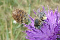 Anthophora bimaculata