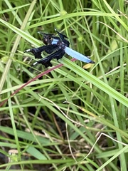 Palpopleura portia