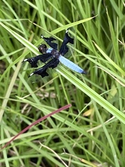 Palpopleura portia