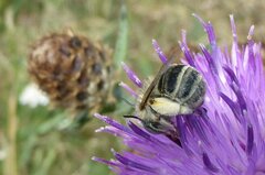 Anthophora bimaculata