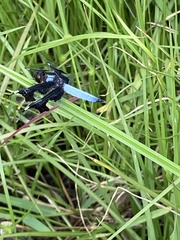 Palpopleura portia