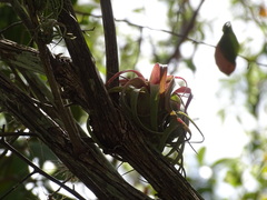 Tillandsia streptophylla