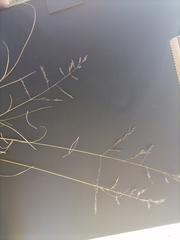 Eragrostis chloromelas