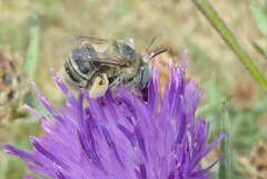Anthophora bimaculata
