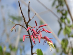 Bauhinia jenningsii