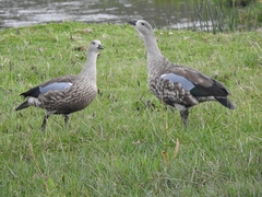 Cyanochen cyanoptera