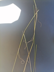 Eragrostis chloromelas
