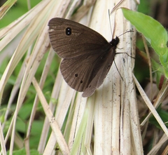 Ypthima ypthimoides
