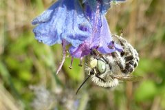 Anthophora bimaculata