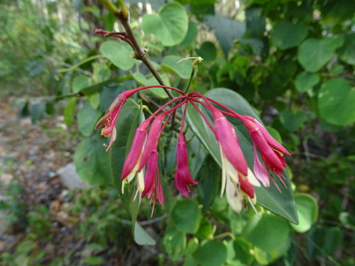 Image of Bauhinia jenningsii by (c) Alexis López Hernández, some rights reserved (CC BY)