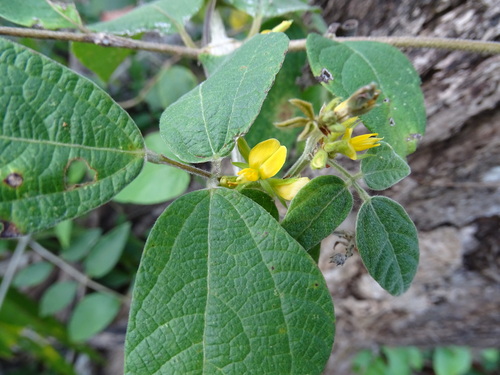 habilla (Rhynchosia reticulata)