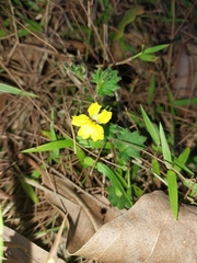 Goodenia rotundifolia