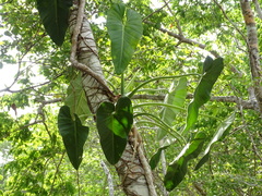 Philodendron smithii