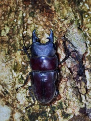 Serrognathus taurus moineri