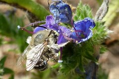 Anthophora bimaculata