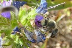 Anthophora bimaculata