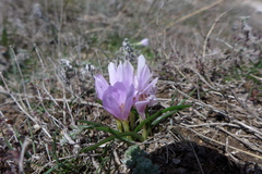 Colchicum trigynum