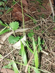 Goodenia rotundifolia