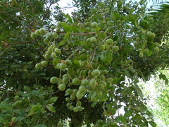 Melicoccus oliviformis