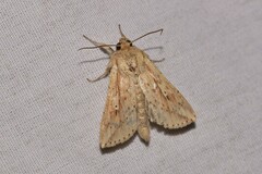 Mythimna decisissima