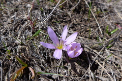 Colchicum trigynum