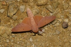 Entometa chlorosacca