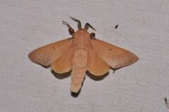 Entometa chlorosacca