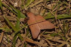 Entometa chlorosacca