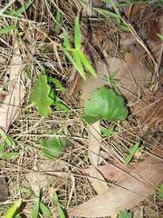 Goodenia rotundifolia
