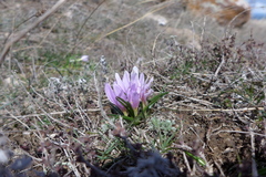 Colchicum trigynum