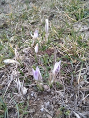 Crocus reticulatus