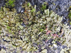 Xanthoparmelia pulla