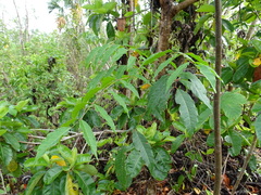 Astronium graveolens