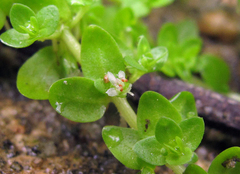 Micranthemum glomeratum