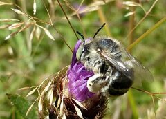 Anthophora bimaculata