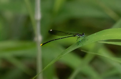 Allocnemis leucosticta