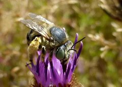 Anthophora bimaculata
