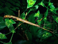 Mnesilochus palawanicus