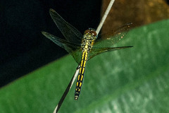 Trithemis stictica