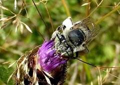 Anthophora bimaculata