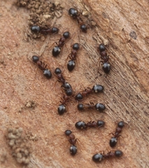 Dolichoderus quadripunctatus