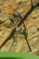 Trithemis stictica