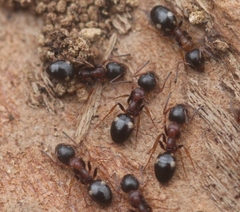 Dolichoderus quadripunctatus